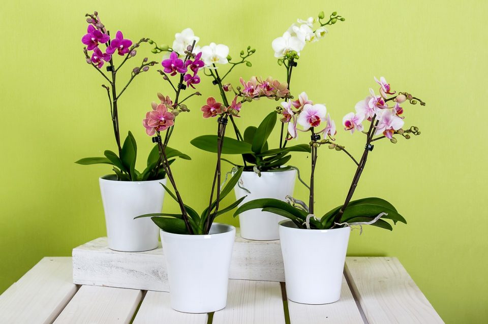 How To Care For Your Orchids In The Home
