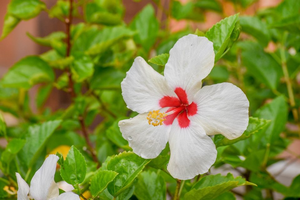 how to care for a hibiscus