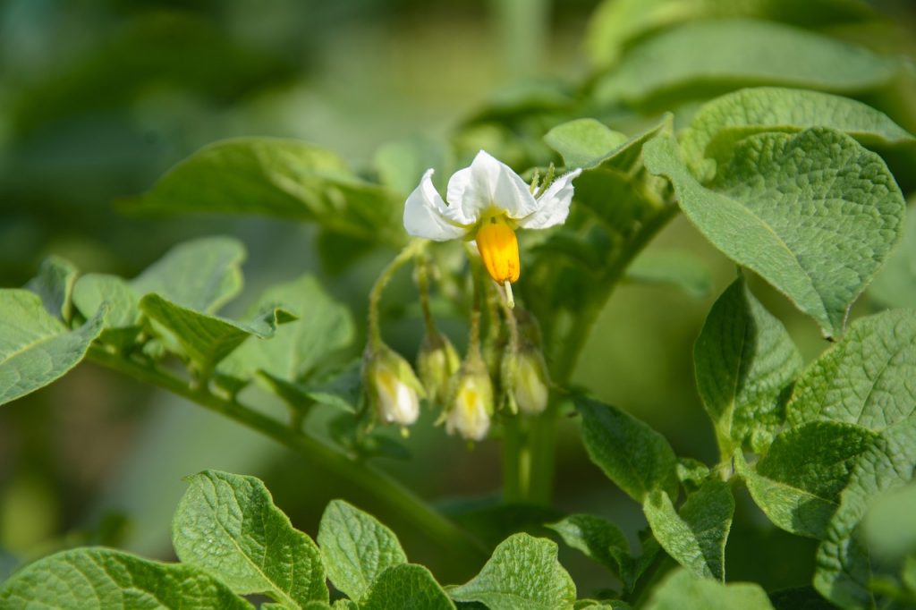 Can You Eat Potato Leaves Are They Edible Lets Do Garden