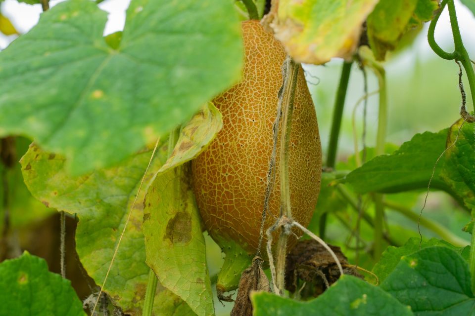 Why Cucumber Leaves Turning Yellow & Dying? Cause & Care