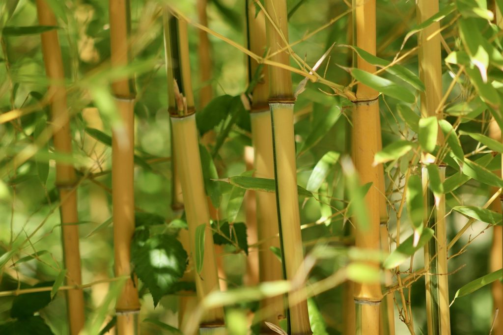 Fast-growing bamboo hedge plants