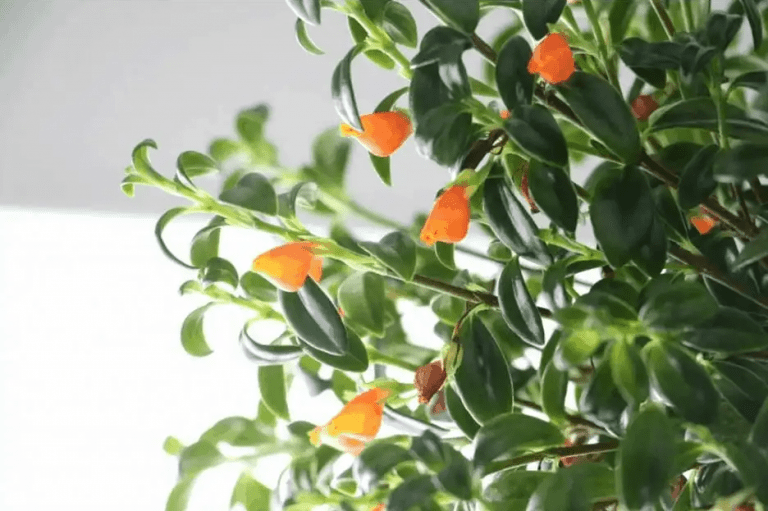 How To Grow And Care of Guppy Plant | Lets Do Garden