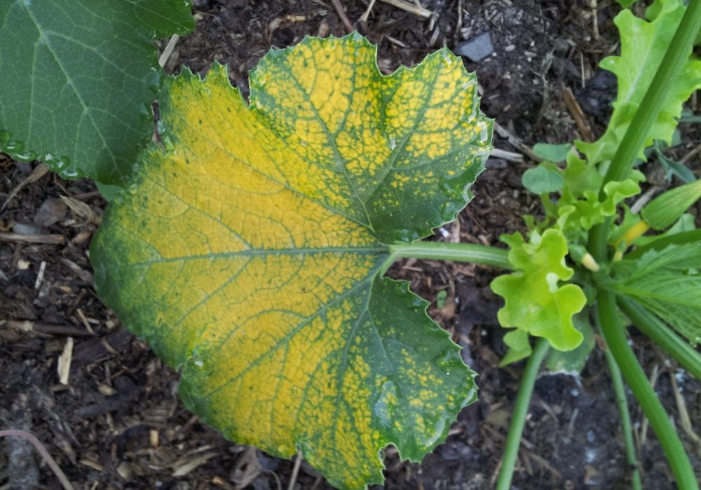 Why squash leaves turning yellow-1