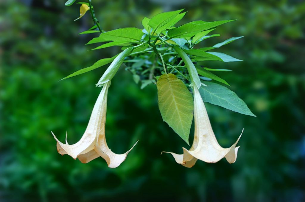 bell-shaped flowers Angel’s Trumpet
