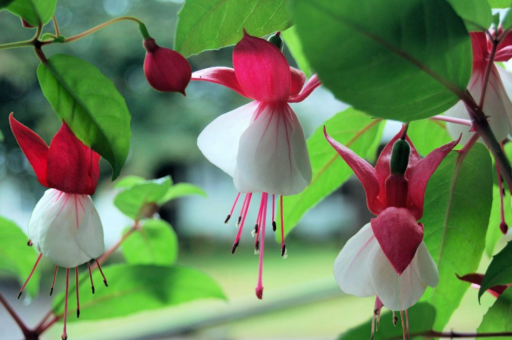 bell-shaped flowers Fuchsia