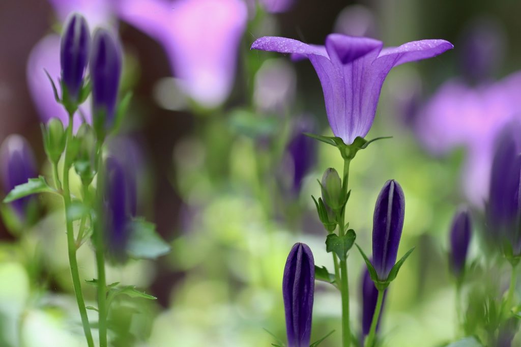 bell-shaped flowers bellflower Campanula