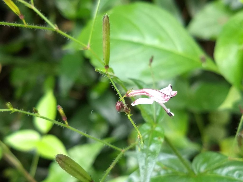 Andrographis Paniculata plants to keep snakes away