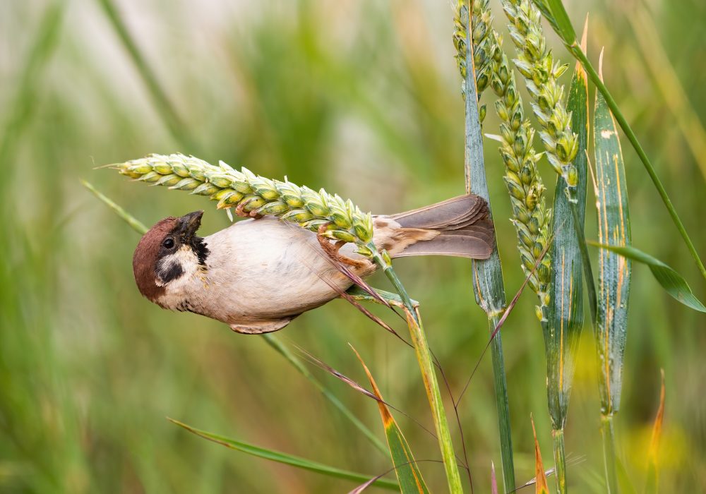 How to prevent birds from eating grass seed