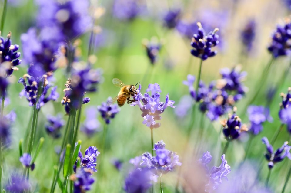 Plants that repel snakes, away Out of Your Garden