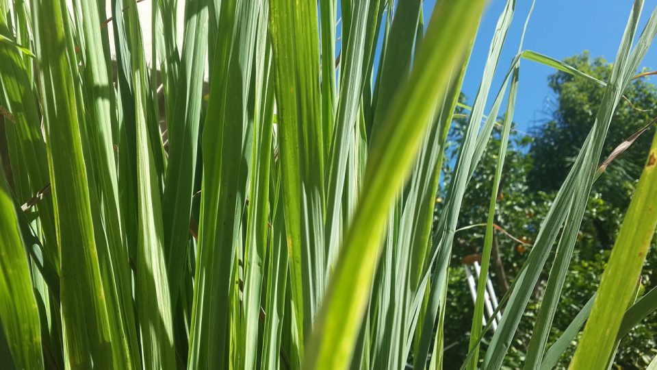 Plants that repel snakes, away Out of Your Garden