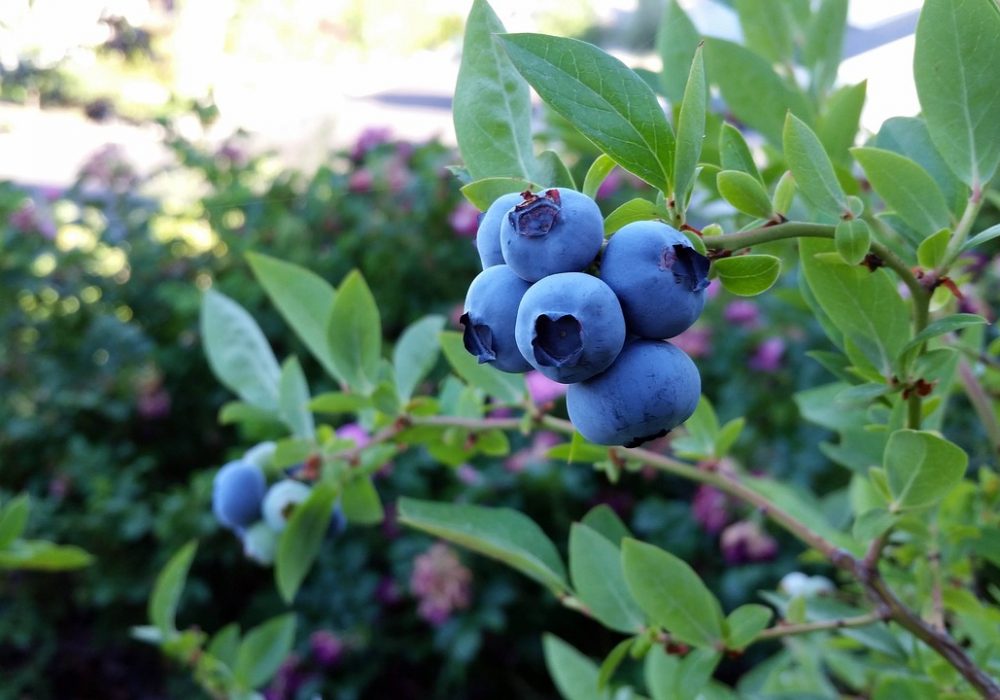 Berries That Look Like Blueberries