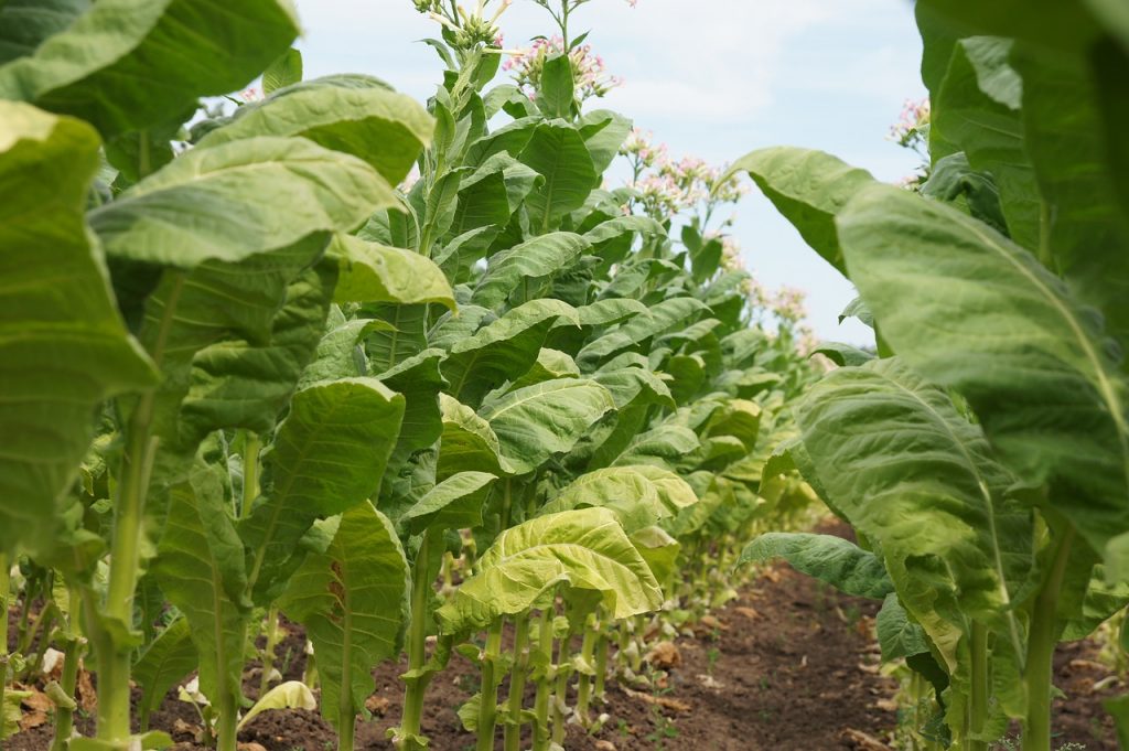 Tobacco plants to keep snakes away