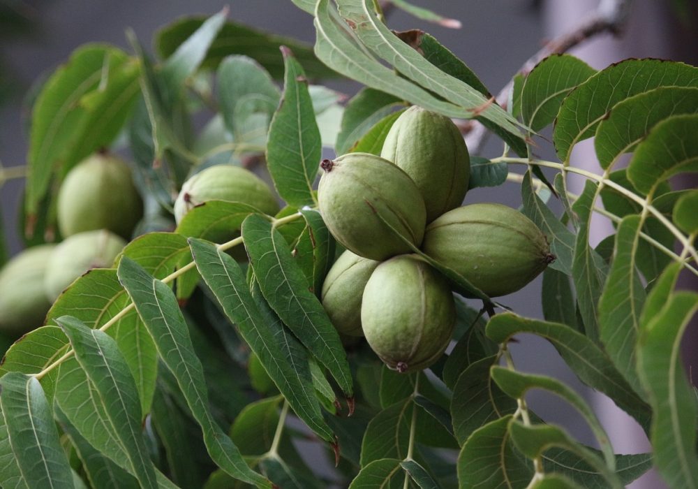 What Does a Pecan Tree Look Like