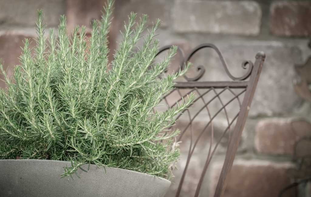 rosemary plants that repel cockroaches