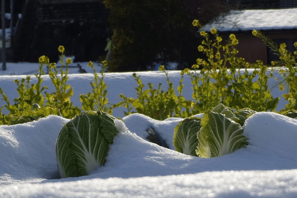 How Cold Is Too Cold For A Vegetable Garden
