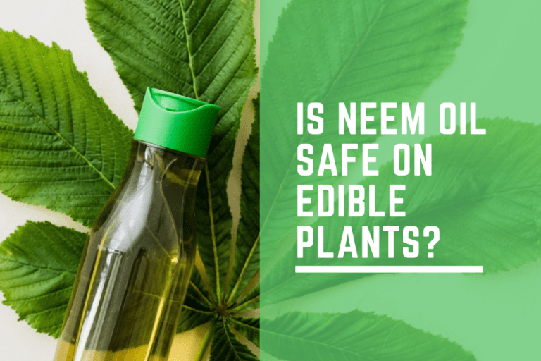 Is Neem Oil Safe On Edible Plants?