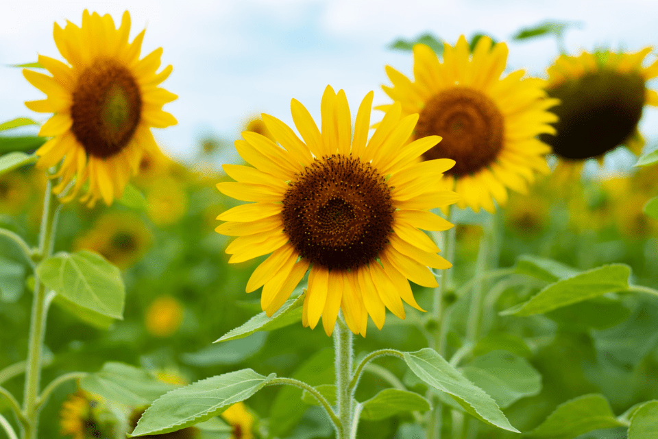 Are Sunflowers Annuals Or Perennials
