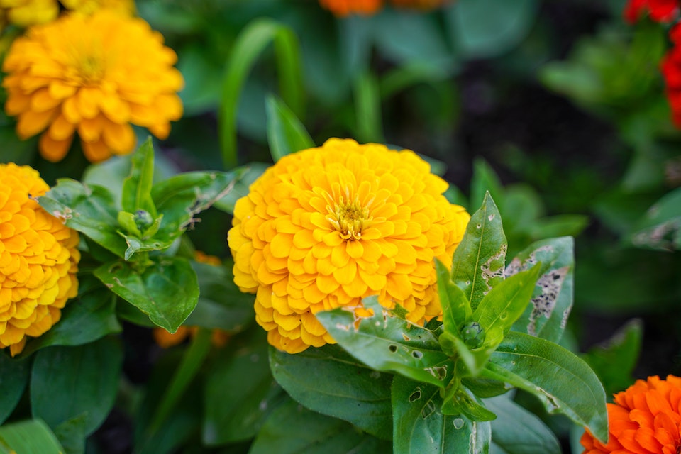 Do Marigolds Repel or Stop Spider Mites