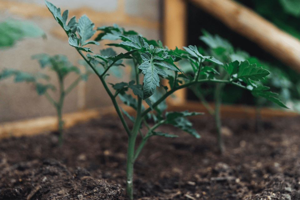 How Often Should You Water Tomato Seeds And Seedlings