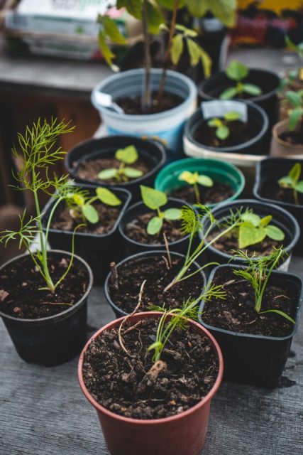 Are Plastic Containers Safe For Gardening 